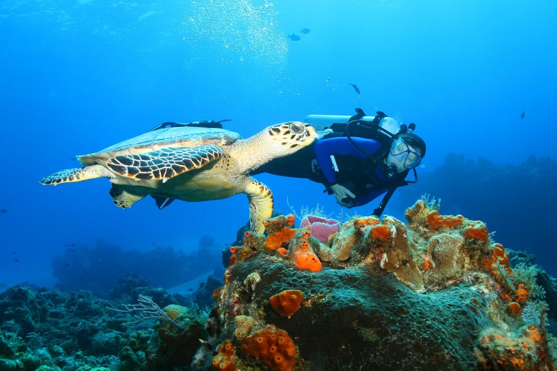 Schildkröte mit Taucherin in den Gewässern von Cozumel