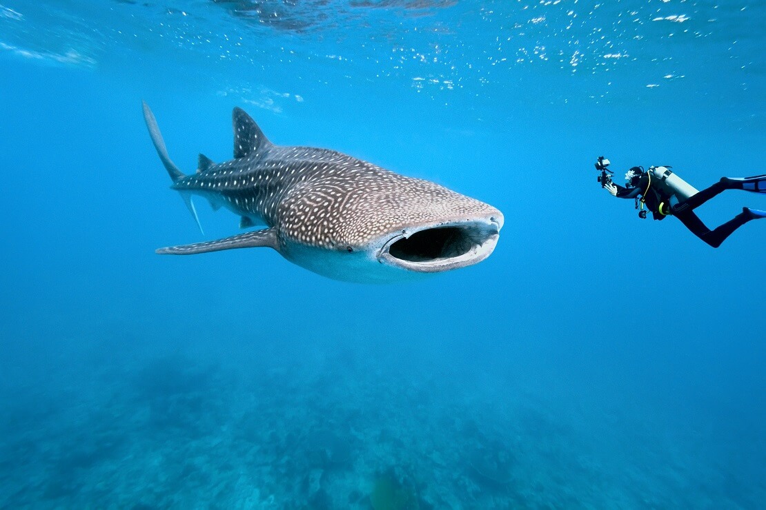 Ein Walhai mit einem Taucher in türkisblauem Wasser