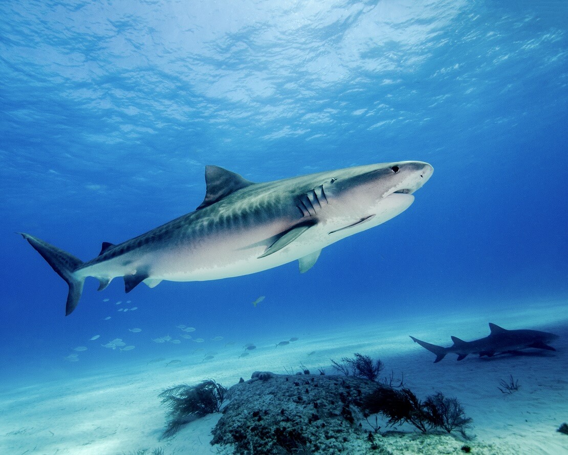 Zwei Haie über dem Grund vor den Bahamas