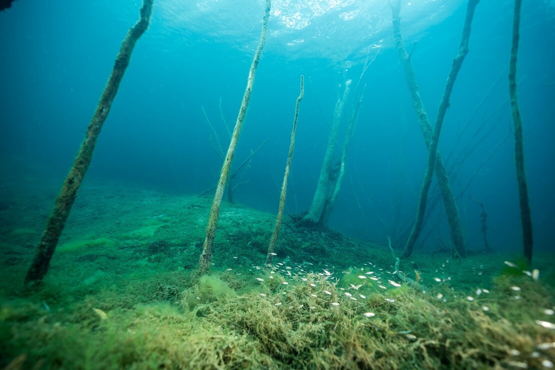 Von einem Unterwasserwald und einem möglichen Schatz – 3 der beliebtesten Tauchspots in Deutschland