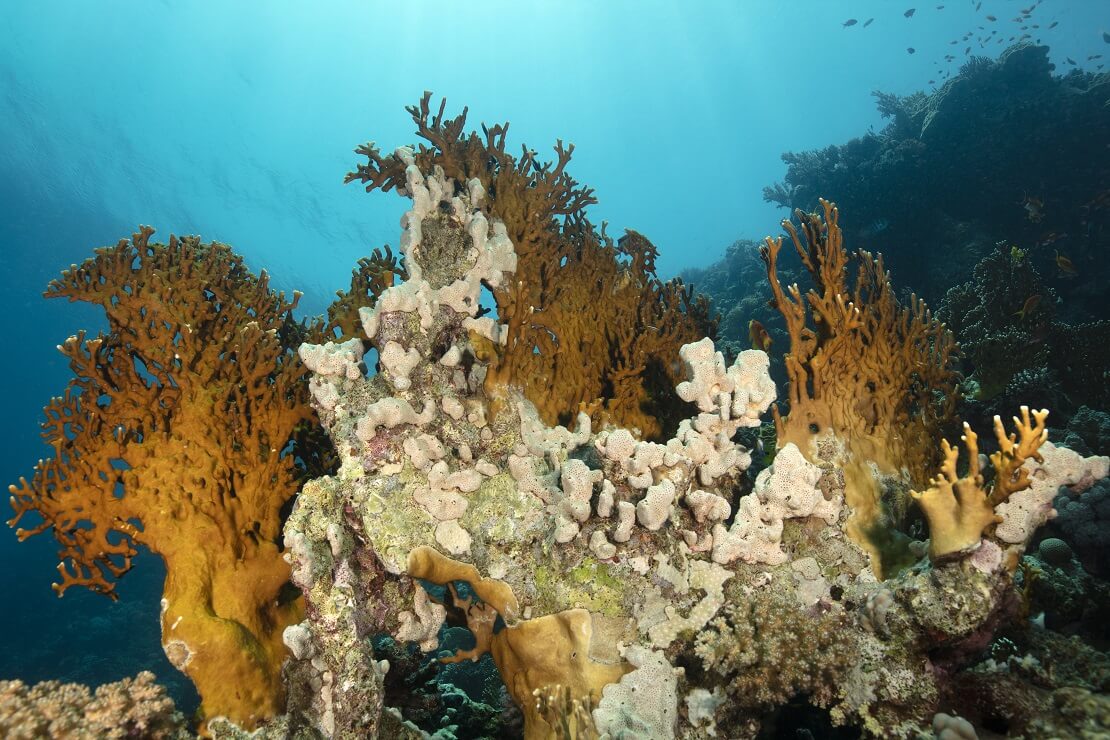 Ein Korallenriff in den Gewässern von Makadi Bay