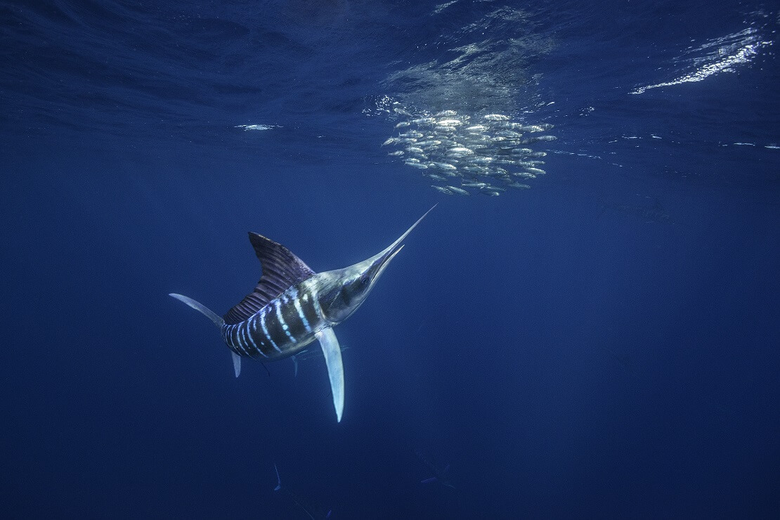 Segelfisch: Der schnellste Fisch der Welt