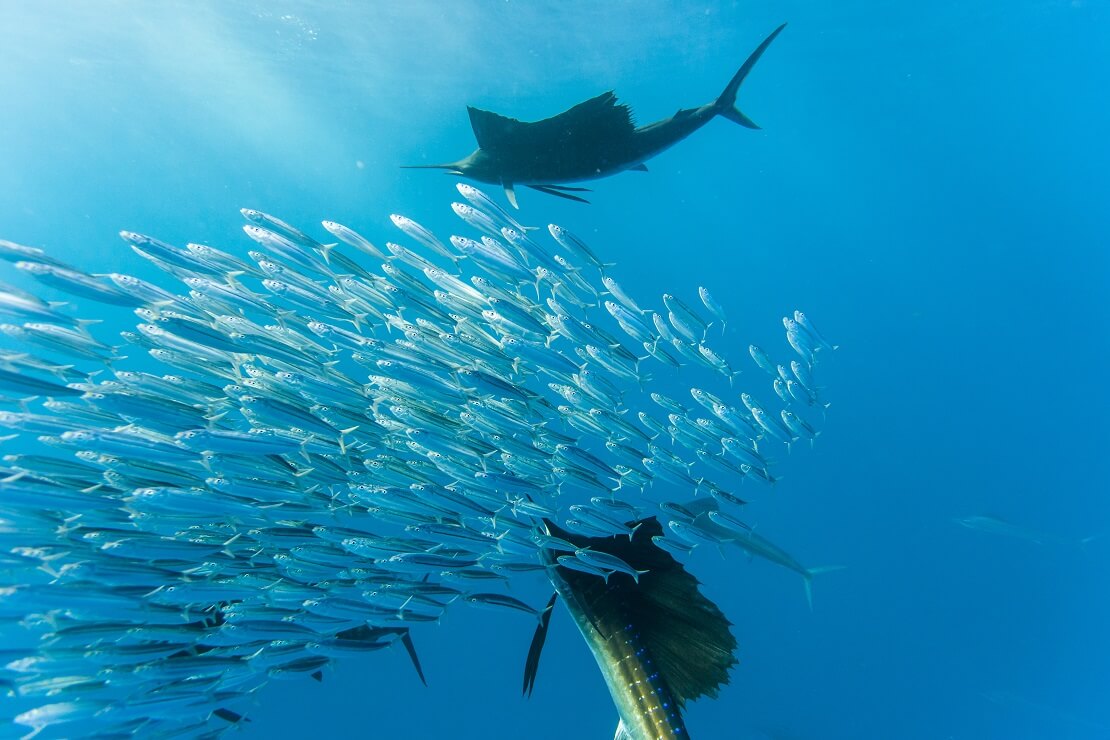 Zwei Segelfische umkreise einen Schwarm Sardinen