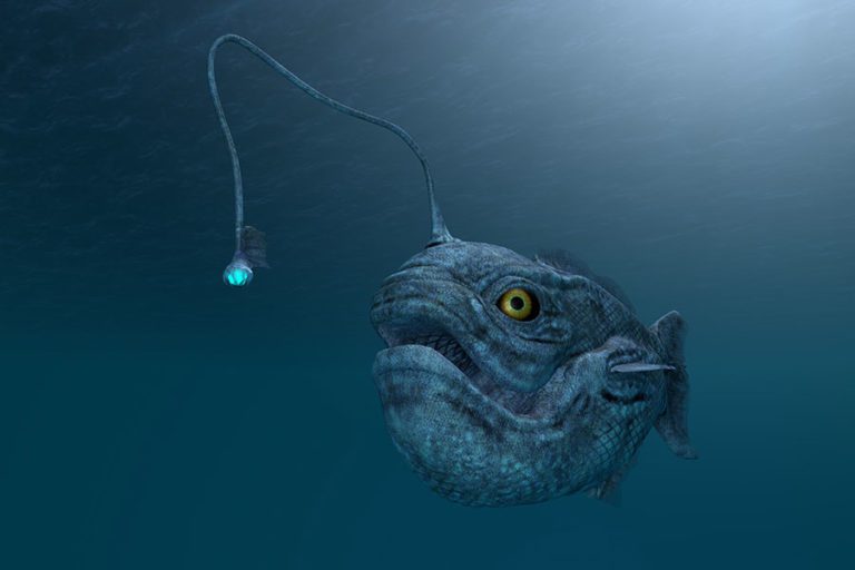 Tiefsee Rätselhafte Dunkelheit in der Tiefe des Meeres