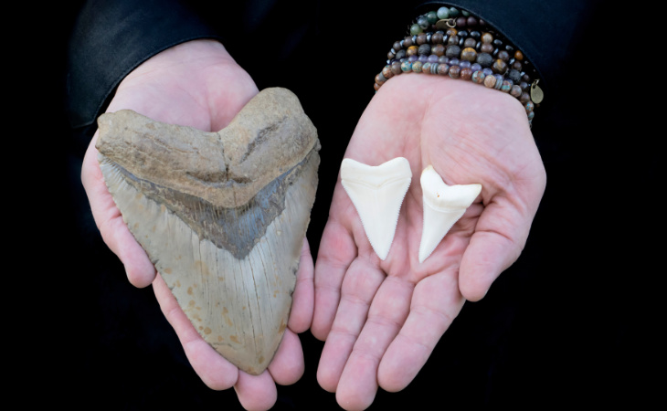 Ein fossiler Megalodon-Zahn neben zwei Zähnen eines Weißen Hais