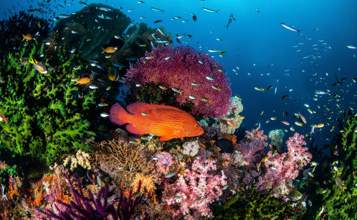 Ein roter Fisch vor einem Korallenriff
