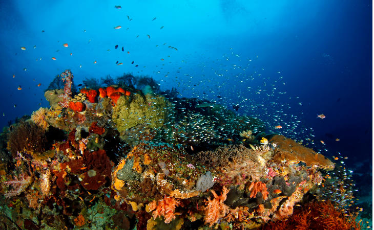 Ein buntes Korallenrif
