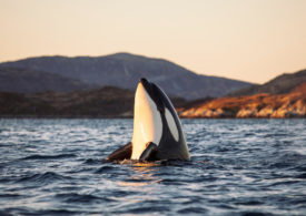 Ein Orca taucht aus dem Wasser auf