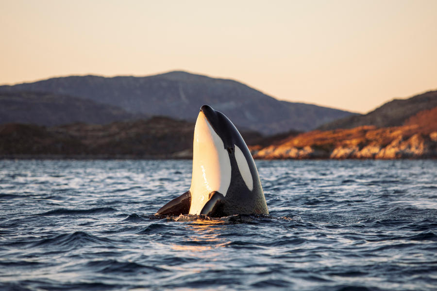 Ein Orca taucht aus dem Wasser auf