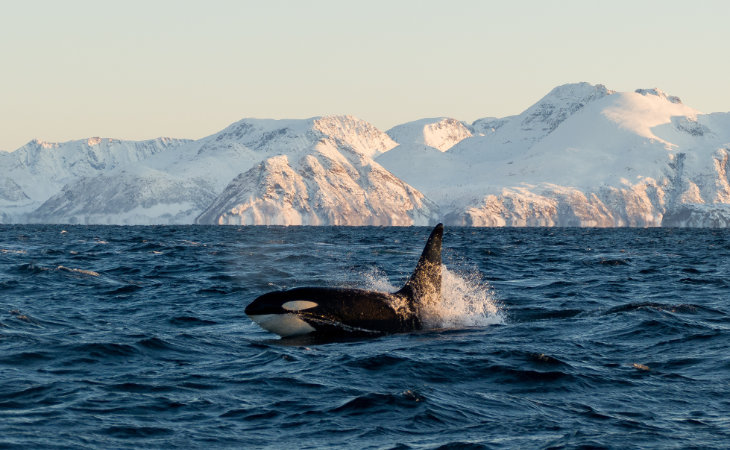 Ein Orca taucht vor Eisbergen auf dem Wasser auf