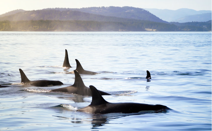 Die Rückenflossen mehrerer Orcas tauchen aus dem Wasser auf