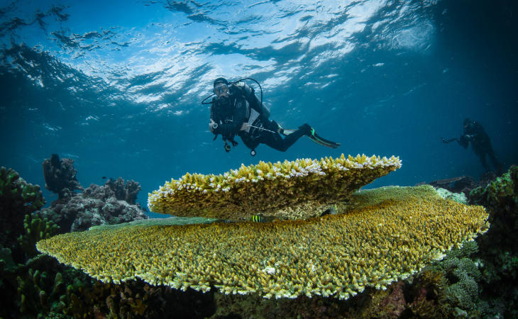 Ein Taucher vor einem Korallenriff
