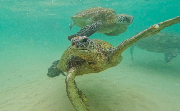 Drei Schildkröten unter Wasser