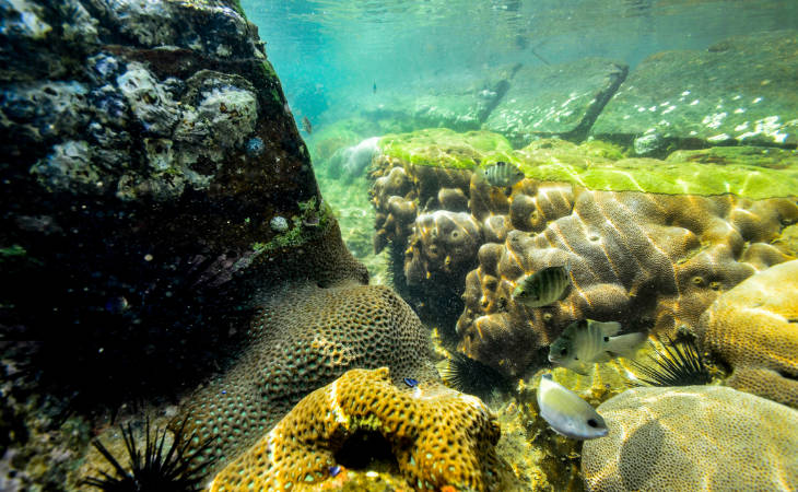 Korallen und ein Felsen unter Wasser vor Sri Lanka